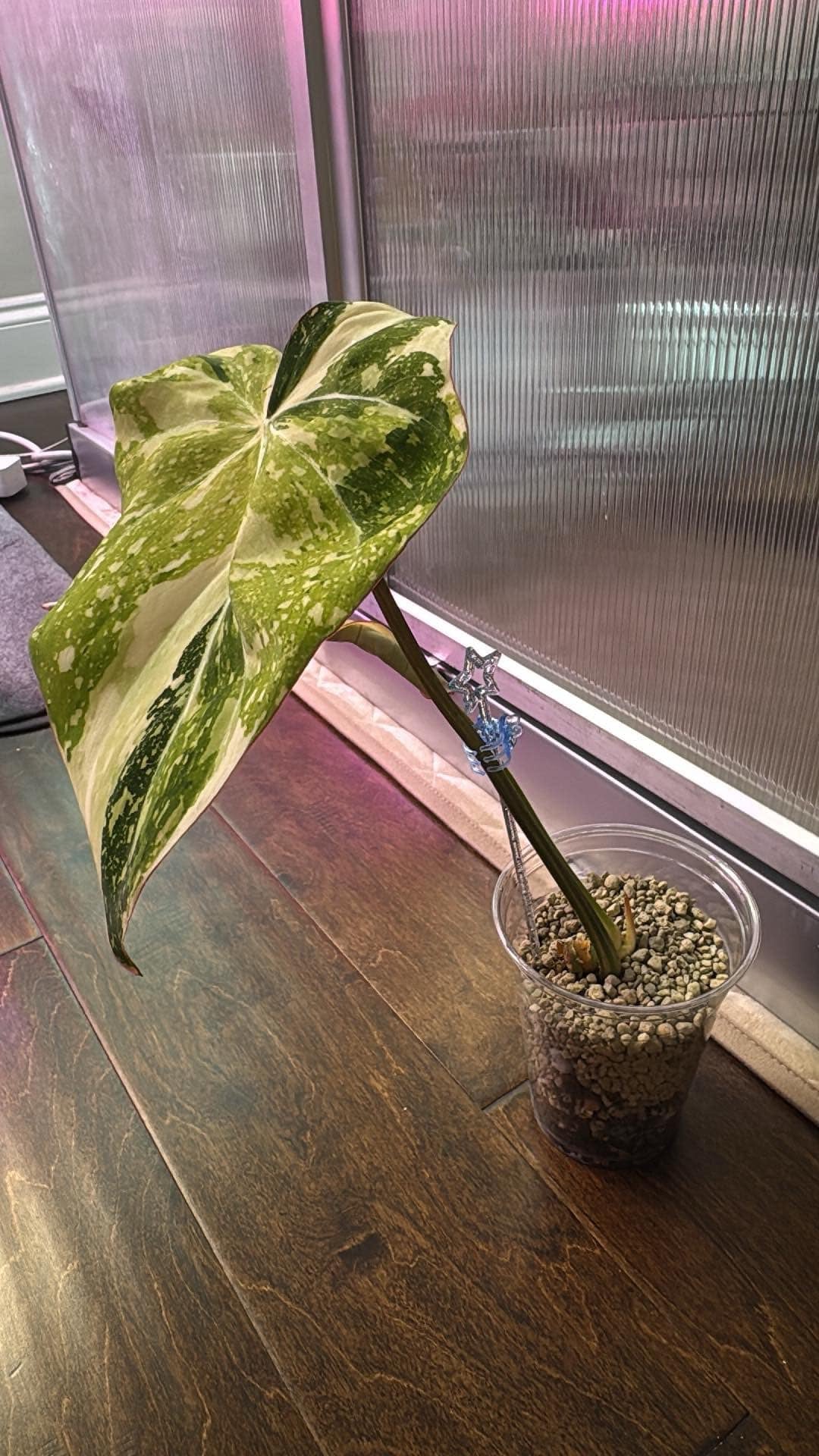 Philodendron Gloriosum Variegated