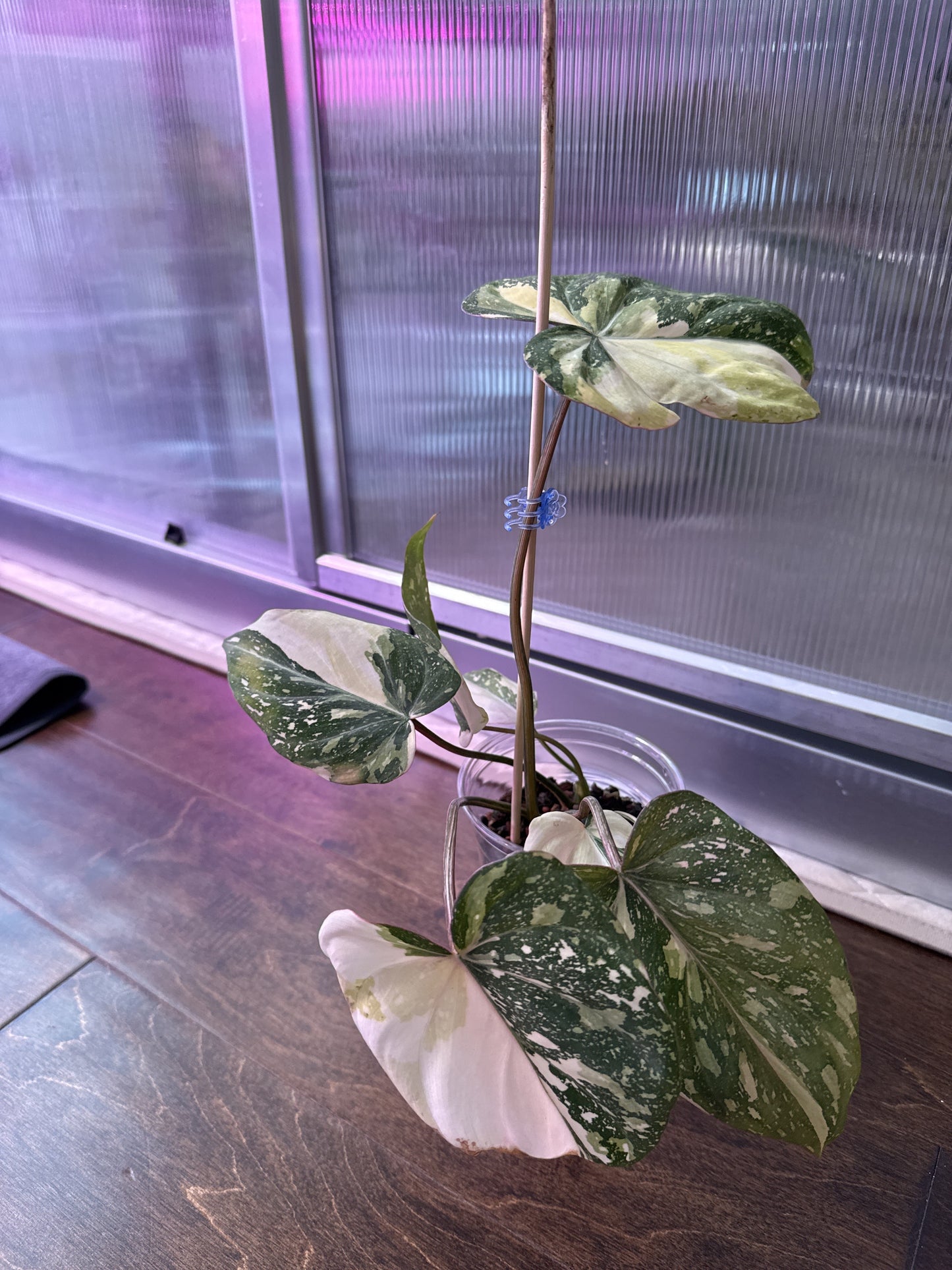 Philodendron Gloriosum Variegated